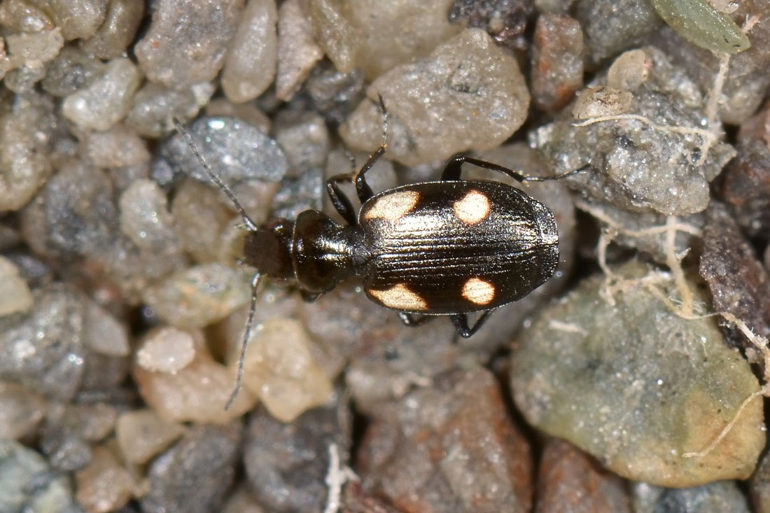 Carabidae: Lionychus quadrillum